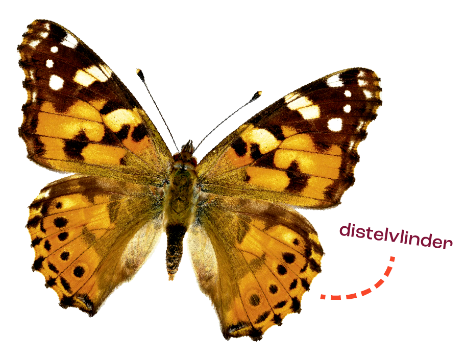 Distelvlinder