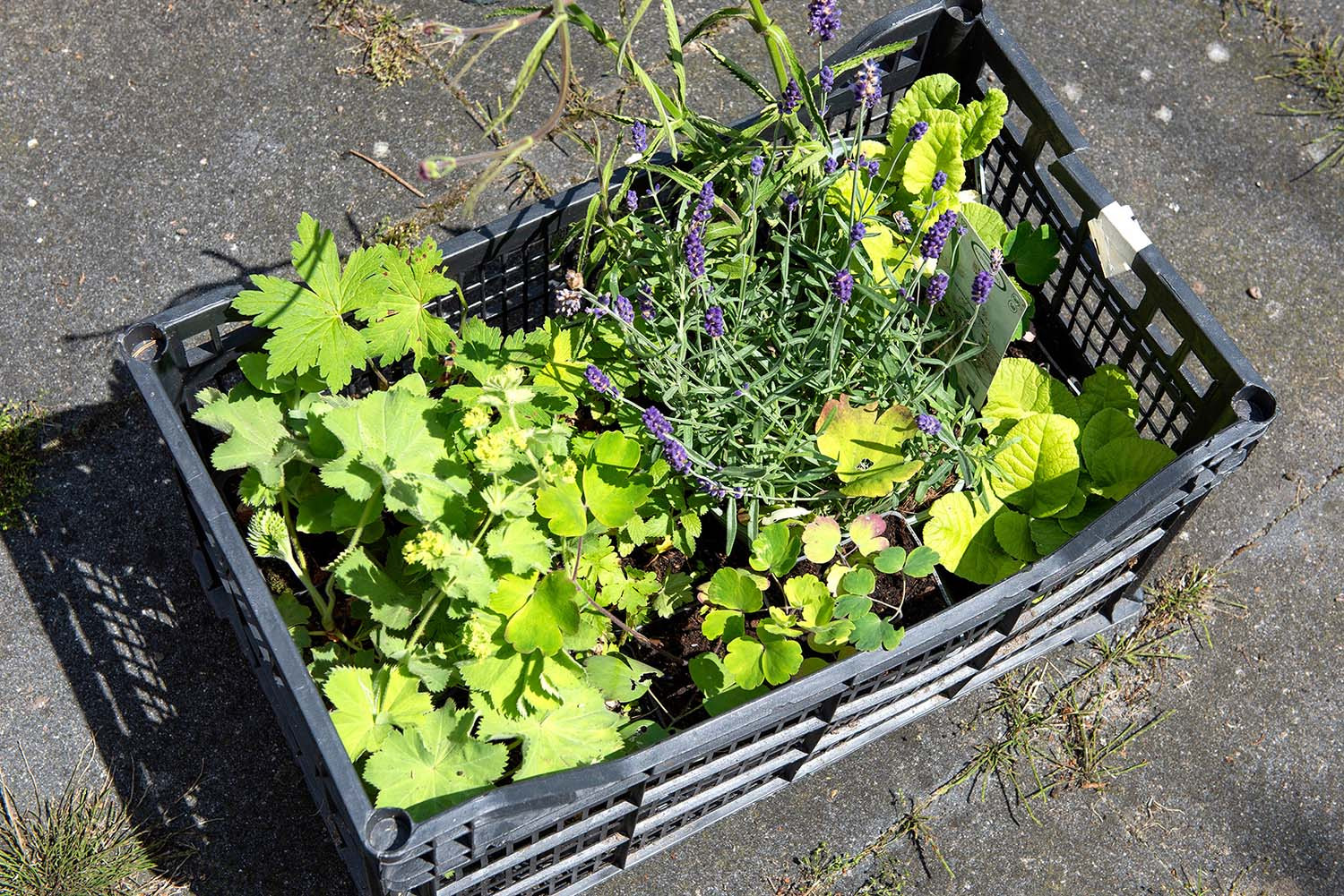 Vlindergroen